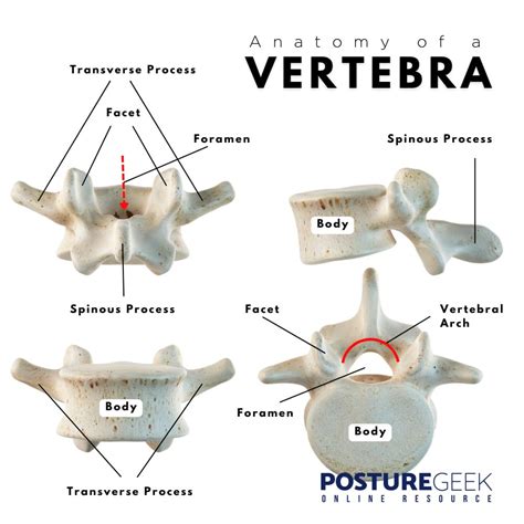 Vertebra .